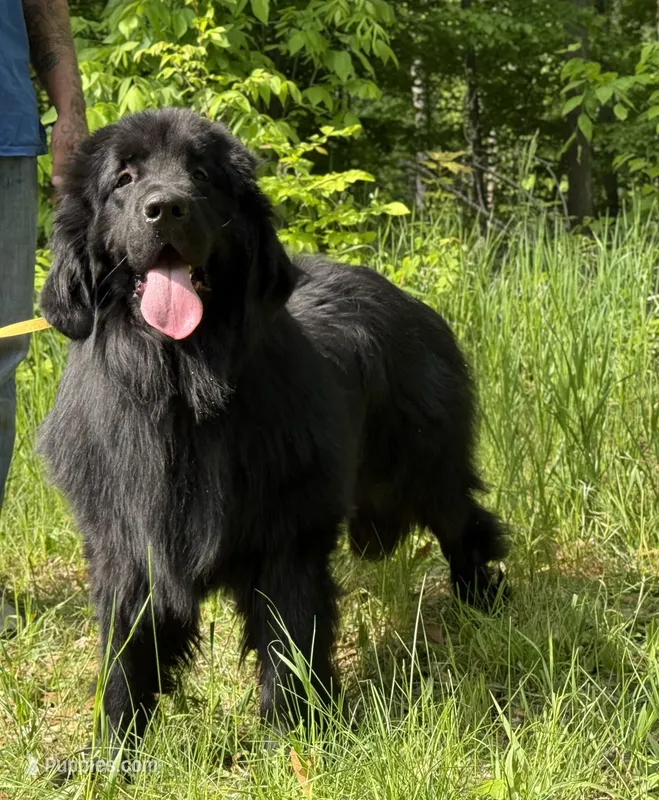 Boris OFA, a male Newfoundland for sale in Lake City, MI – Photo 1 of 10