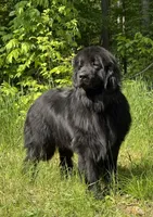 Boris OFA, a male Newfoundland for sale in Lake City, MI – Photo 3 of 10