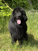 Boris OFA, a male Newfoundland for sale in Lake City, MI – Photo 9 of 10