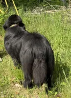 Boris OFA, a male Newfoundland for sale in Lake City, MI – Photo 10 of 10