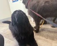 Harley OFA, a female Newfoundland for sale in Lake City, MI – Photo 4 of 8