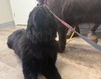 Harley OFA, a female Newfoundland for sale in Lake City, MI – Photo 2 of 8