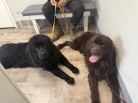 Harley OFA, a female Newfoundland for sale in Lake City, MI – Photo 6 of 8