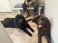 Harley OFA, a female Newfoundland for sale in Lake City, MI – Photo 7 of 8