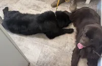 Harley OFA, a female Newfoundland for sale in Lake City, MI – Photo 5 of 8