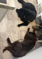 Harley OFA, a female Newfoundland for sale in Lake City, MI – Photo 8 of 8