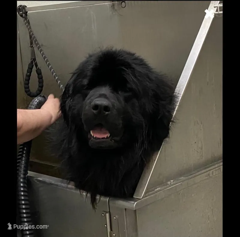 Trade OFA Excellent, a male Newfoundland for sale in Lake City, MI – Photo 1 of 7