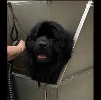 Trade OFA Excellent, a male Newfoundland for sale in Lake City, MI – Photo 1 of 7