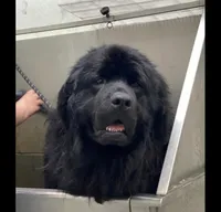 Trade OFA Excellent, a male Newfoundland for sale in Lake City, MI – Photo 2 of 7