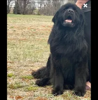 Trade OFA Excellent, a male Newfoundland for sale in Lake City, MI – Photo 7 of 7