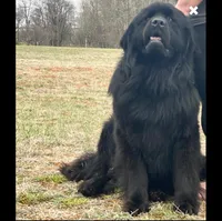 Trade OFA Excellent, a male Newfoundland for sale in Lake City, MI – Photo 4 of 7