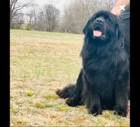 Trade OFA Excellent, a male Newfoundland for sale in Lake City, MI – Photo 5 of 7