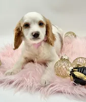 Paisley OFA, a female Cavapoo for sale in Lake City, MI – Photo 7 of 10