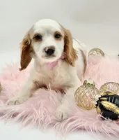 Paisley OFA, a female Cavapoo for sale in Lake City, MI – Photo 9 of 10