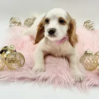 Paisley OFA, a female Cavapoo for sale in Lake City, MI – Photo 5 of 10