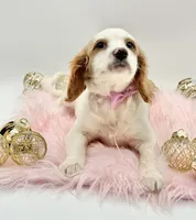 Paisley OFA, a female Cavapoo for sale in Lake City, MI – Photo 8 of 10