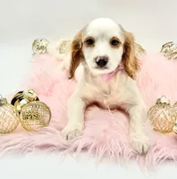 Paisley OFA, a female Cavapoo for sale in Lake City, MI – Photo 10 of 10