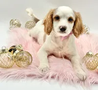 Paisley OFA, a female Cavapoo for sale in Lake City, MI – Photo 1 of 10