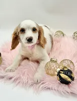 Paisley OFA, a female Cavapoo for sale in Lake City, MI – Photo 6 of 10