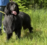 Boris OFA, a male Newfoundland for sale in Lake City, MI – Photo 10 of 10