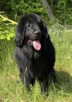 Boris OFA, a male Newfoundland for sale in Lake City, MI – Photo 8 of 10