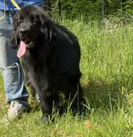Boris OFA, a male Newfoundland for sale in Lake City, MI – Photo 6 of 10