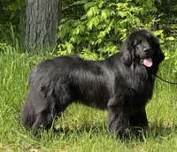 Boris OFA, a male Newfoundland for sale in Lake City, MI – Photo 4 of 10