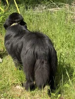 Boris OFA, a male Newfoundland for sale in Lake City, MI – Photo 3 of 10