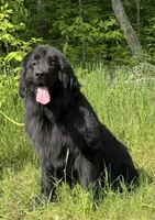 Boris OFA, a male Newfoundland for sale in Lake City, MI – Photo 7 of 10