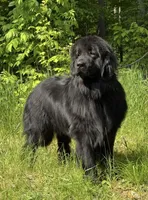 Boris OFA, a male Newfoundland for sale in Lake City, MI – Photo 5 of 10