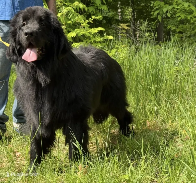 Boris OFA – Newfoundland puppy for sale in Lake City, MI