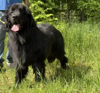 Boris OFA, a male Newfoundland for sale in Lake City, MI – Photo 1 of 10