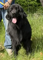 Boris OFA, a male Newfoundland for sale in Lake City, MI – Photo 9 of 10