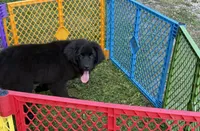 Maria OFA, a female Newfoundland for sale in Lake City, MI – Photo 10 of 10