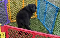 Maria OFA, a female Newfoundland for sale in Lake City, MI – Photo 7 of 10