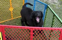 Maria OFA, a female Newfoundland for sale in Lake City, MI – Photo 4 of 10