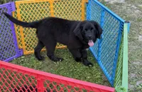 Maria OFA, a female Newfoundland for sale in Lake City, MI – Photo 1 of 10