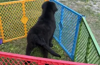 Maria OFA, a female Newfoundland for sale in Lake City, MI – Photo 6 of 10