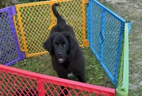 Maria OFA, a female Newfoundland for sale in Lake City, MI – Photo 5 of 10