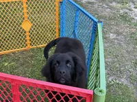 Maria OFA, a female Newfoundland for sale in Lake City, MI – Photo 3 of 10