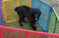 Maria OFA, a female Newfoundland for sale in Lake City, MI – Photo 9 of 10