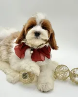 Lilly OFA, a female Cavapoo for sale in Lake City, MI – Photo 1 of 10