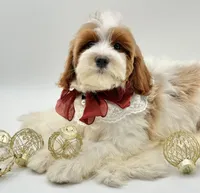 Lilly OFA, a female Cavapoo for sale in Lake City, MI – Photo 7 of 10