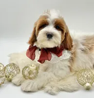 Lilly OFA, a female Cavapoo for sale in Lake City, MI – Photo 2 of 10