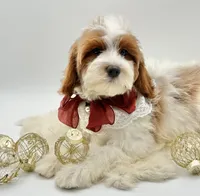 Lilly OFA, a female Cavapoo for sale in Lake City, MI – Photo 10 of 10