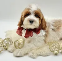 Lilly OFA, a female Cavapoo for sale in Lake City, MI – Photo 9 of 10