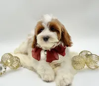 Lilly OFA, a female Cavapoo for sale in Lake City, MI – Photo 5 of 10