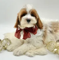 Lilly OFA, a female Cavapoo for sale in Lake City, MI – Photo 3 of 10