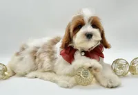 Lilly OFA, a female Cavapoo for sale in Lake City, MI – Photo 6 of 10