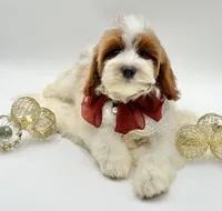 Lilly OFA, a female Cavapoo for sale in Lake City, MI – Photo 4 of 10